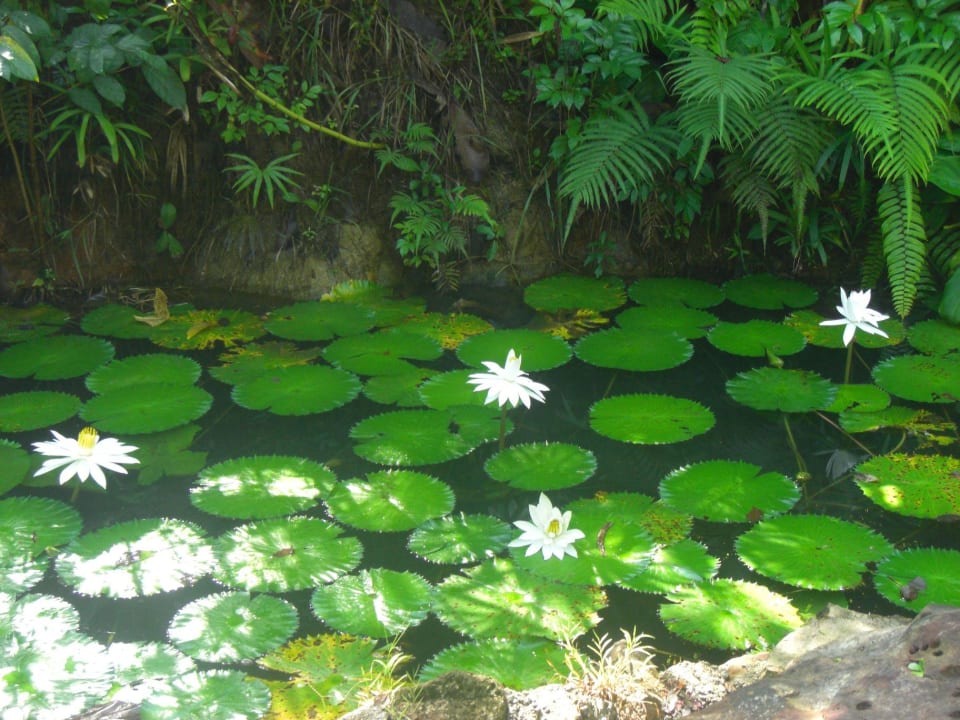 Viel Wasser überall Tup Kaek Sunset Beach Resort