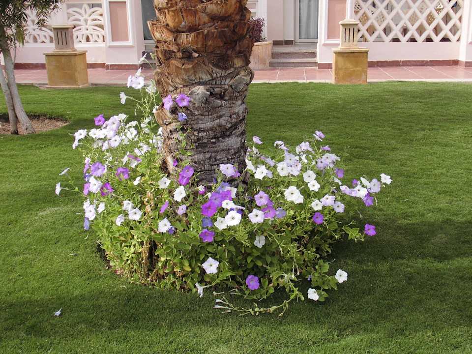 Gartenanlage Pickalbatros Palace Resort