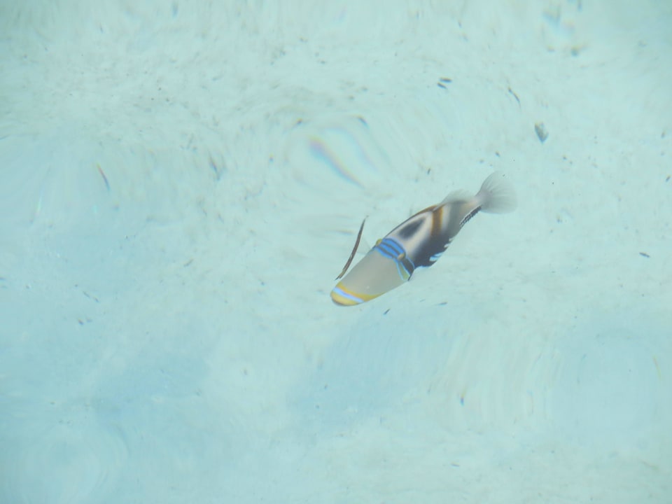 Vom Steg der Ocean Villa fotografierte Fische Adaaran Select Hudhuran Fushi - Premium All Inclusive