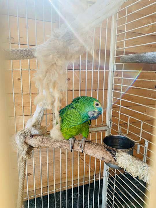 Sonstiges Le Chianine dei Tognoli