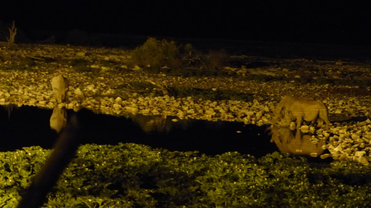 Nashörner Okaukuejo Camp