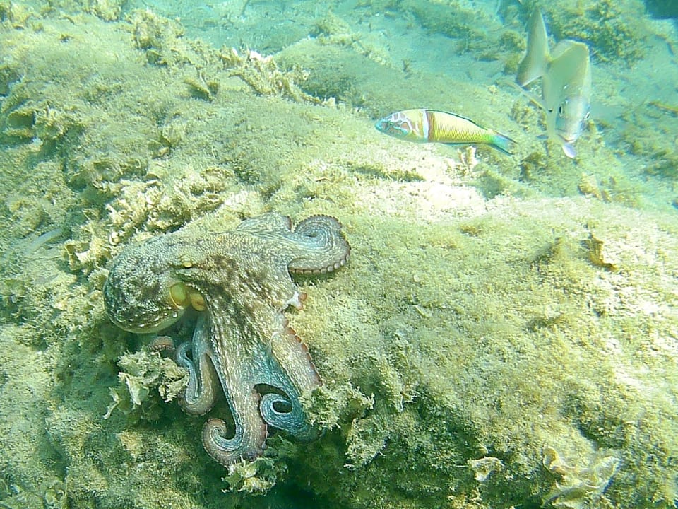 Strand Atlantica Mikri Poli Kos