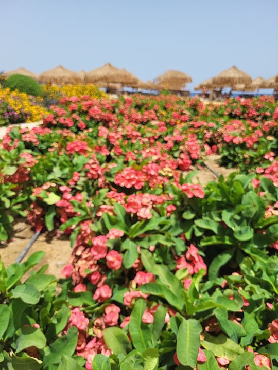 Gartenanlage Lazuli Hotel Marsa Alam