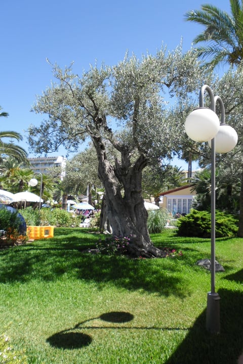 Areál hotela Alcudia Garden Aparthotel