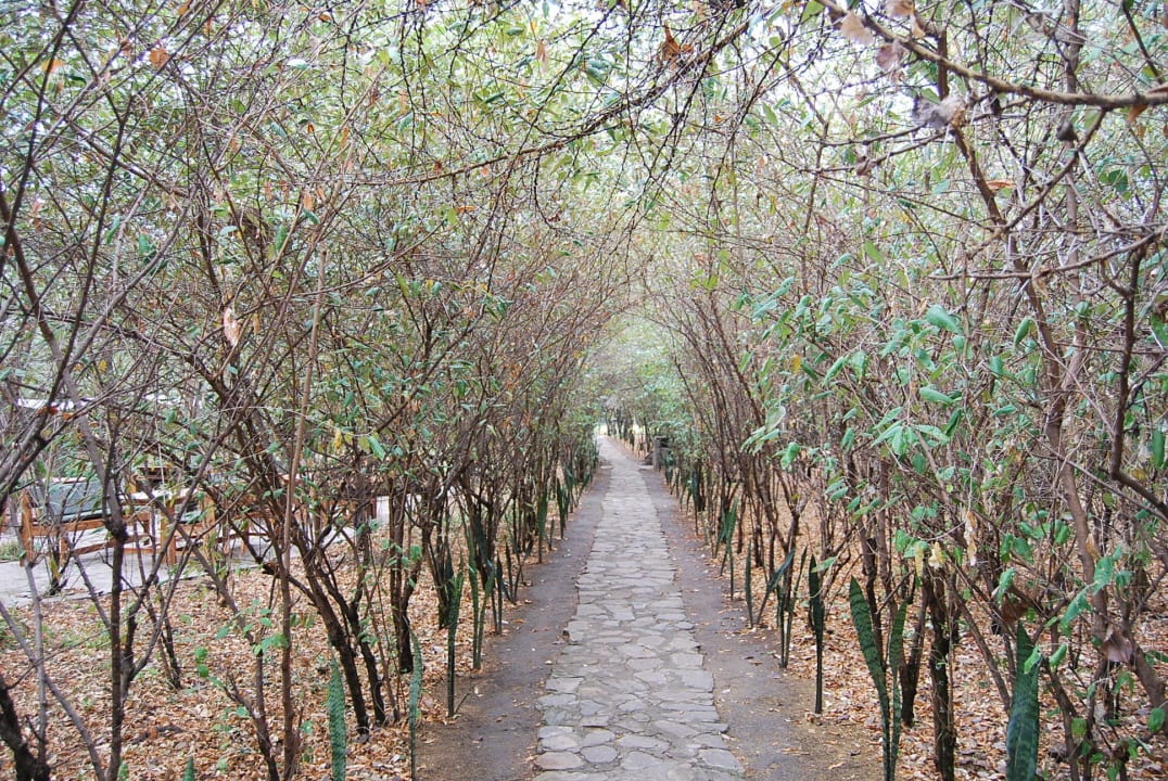 Auf der Pirschfahrt  Aruba-Mara Camp
