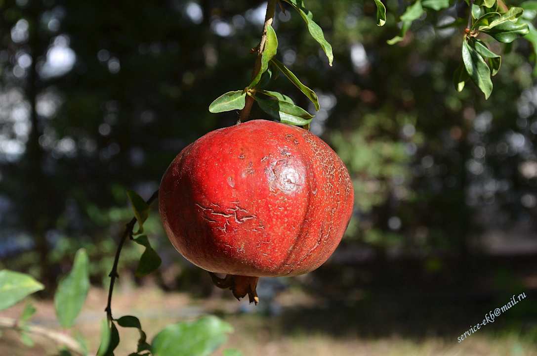 Delphin Imperial Hotel Delphin Imperial