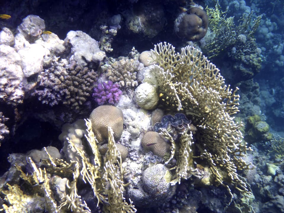 Strand Mövenpick Resort El Quseir