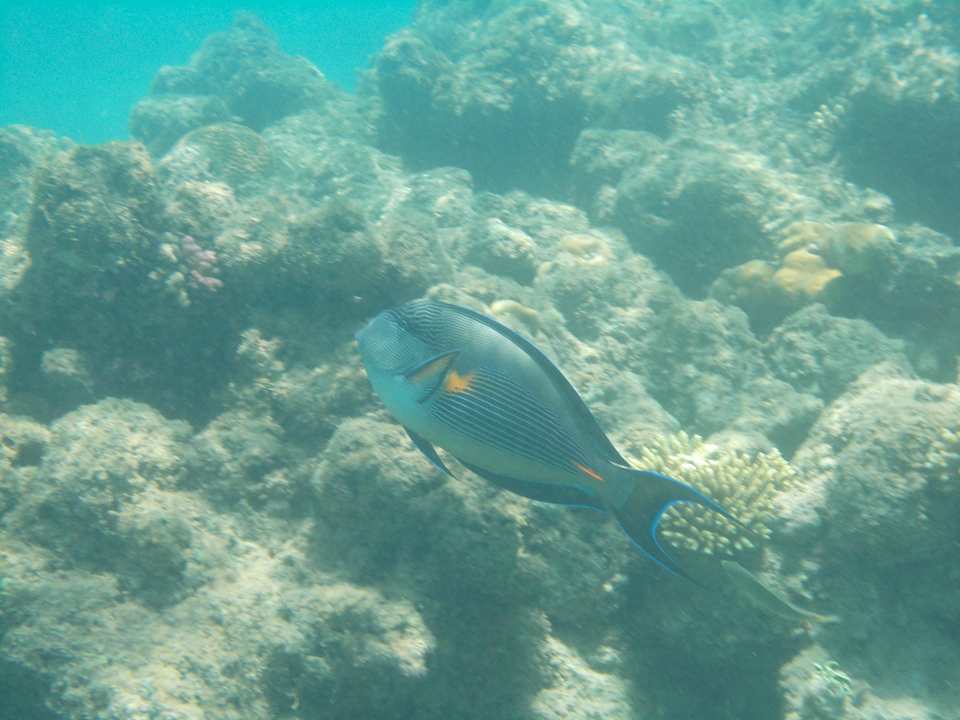 Pod wodą Pickalbatros Alf Leila Wa Leila Resort - Neverland Hurghada