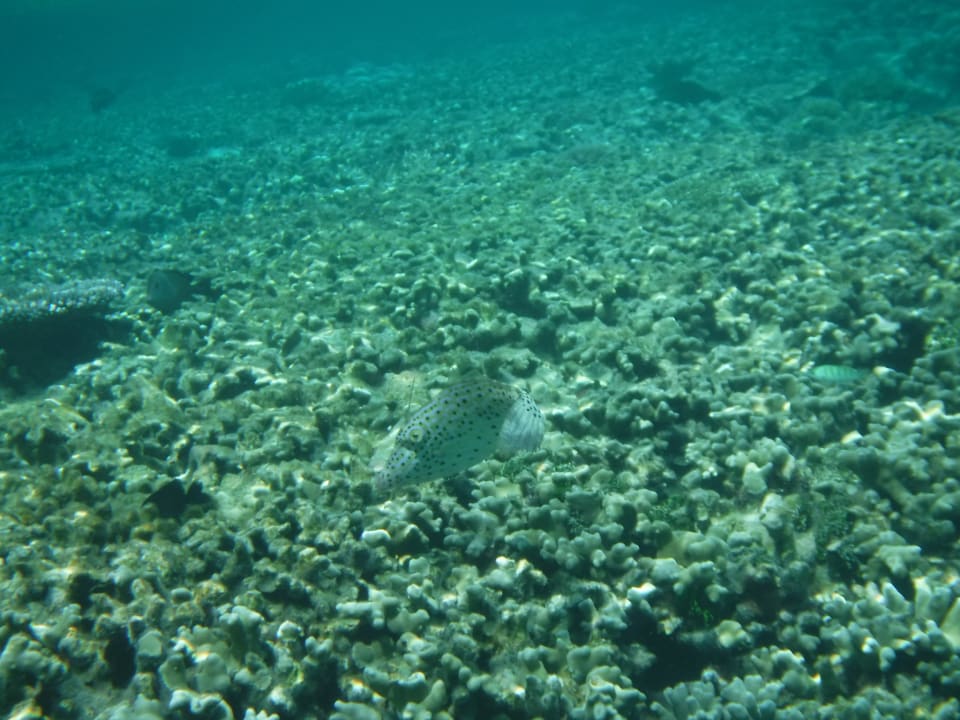 Sport & Freizeit NH Collection Maldives Havodda Resort