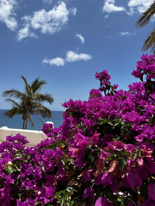 Gartenanlage Aldiana Club Fuerteventura