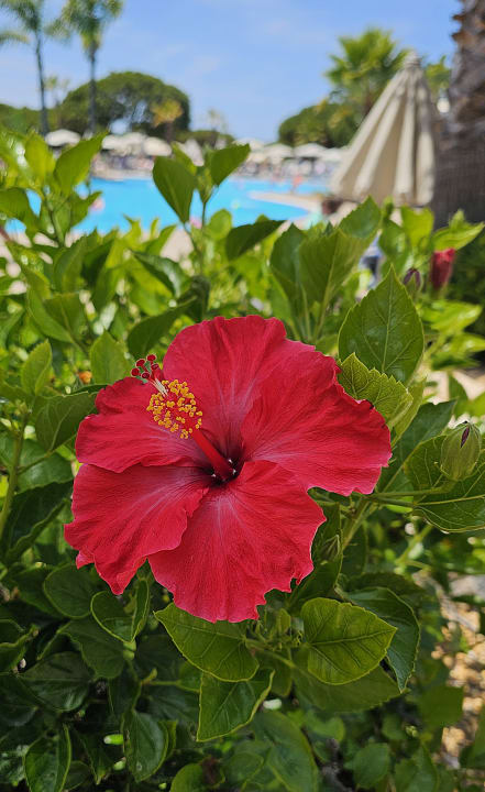 Gartenanlage AP Adriana Beach Resort