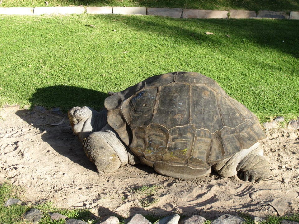Schildkröte Wyndham Costa del Sol Arequipa