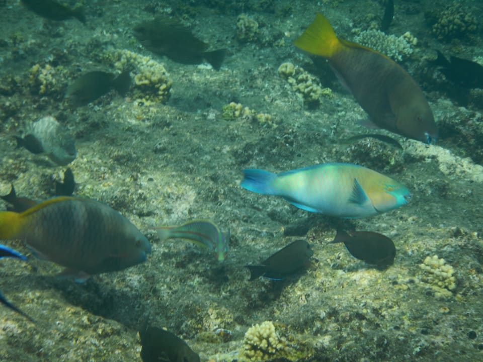 Sport & Freizeit Steigenberger Coraya Beach - Adults only