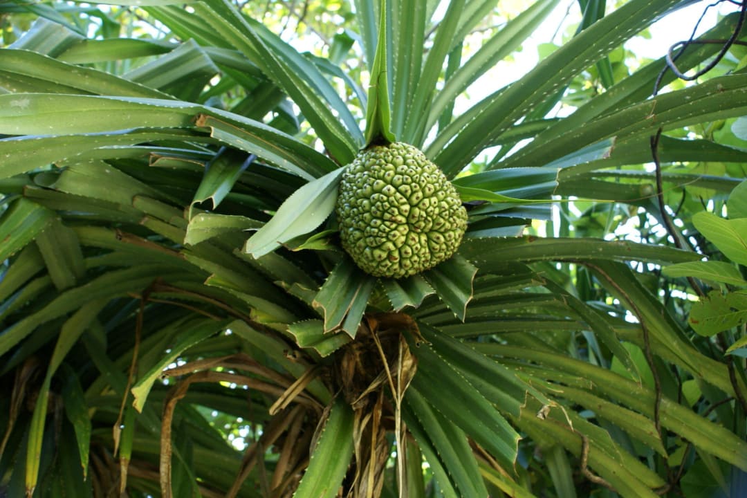 Palme Komandoo Island Resort & Spa - Adults only