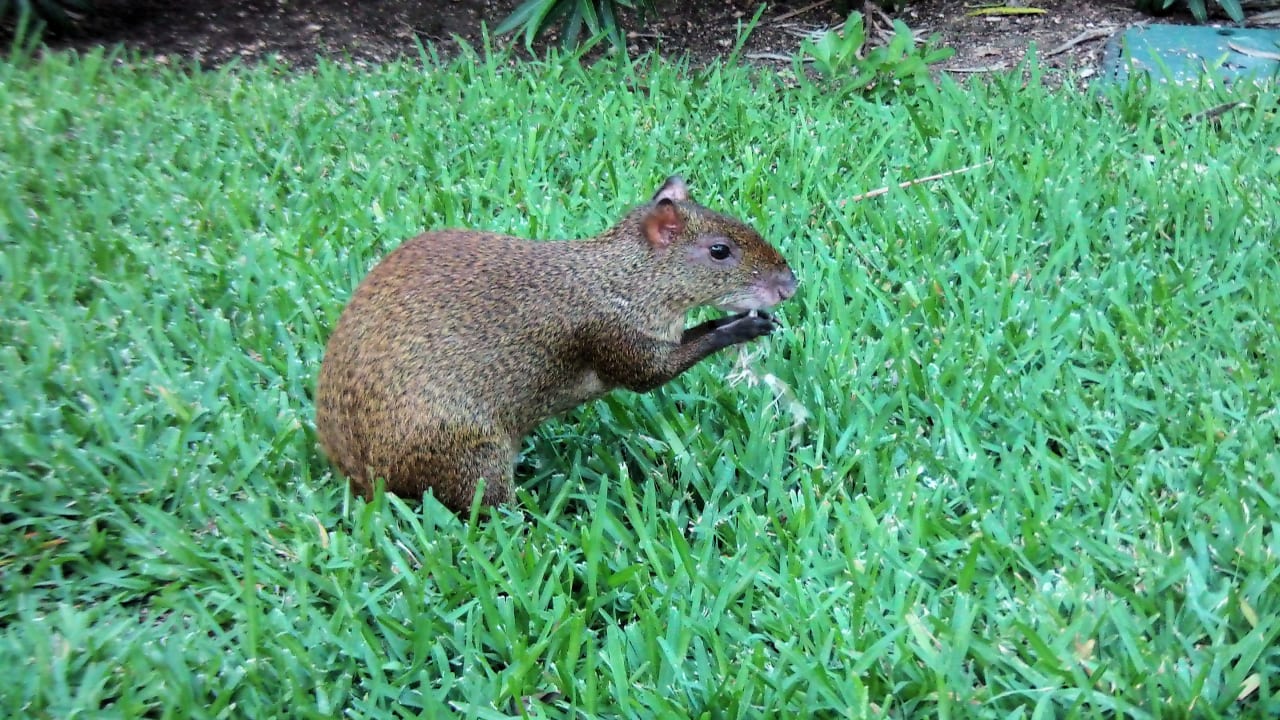 Aguti in der Gartenanlage Sandos Playacar Select Club Adults only - All Inclusive