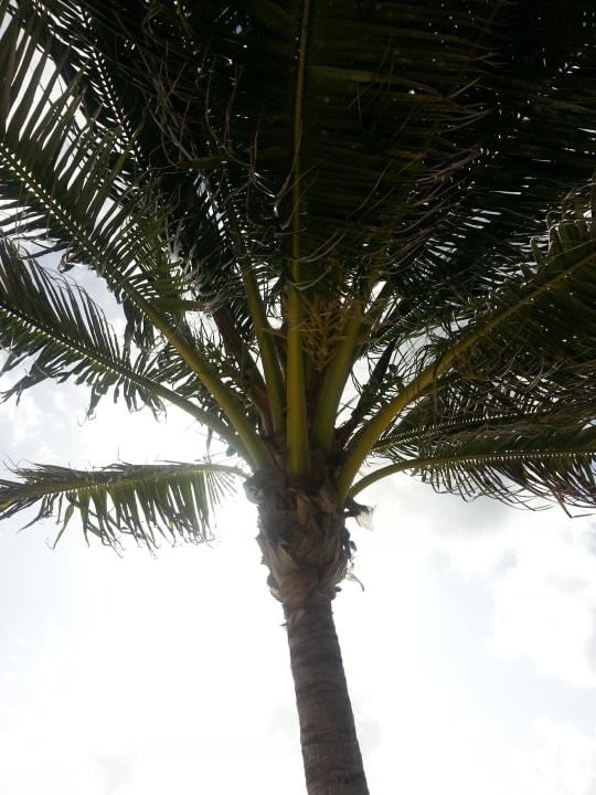 Hotel Catalonia Playa Maroma Catalonia Playa Maroma