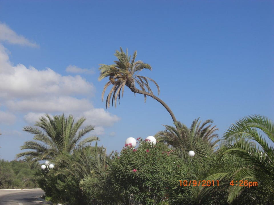 Hoteleinfahrt Les Quatres Saisons & Thalasso Djerba
