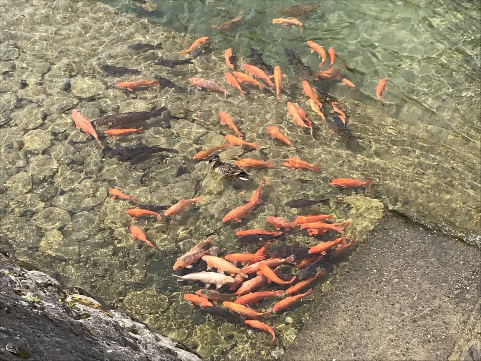 Gartenanlage Hida Hotel Plaza