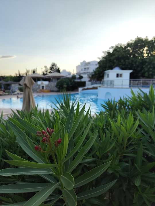 Pool Calimera Delfino Beach Resort & Spa