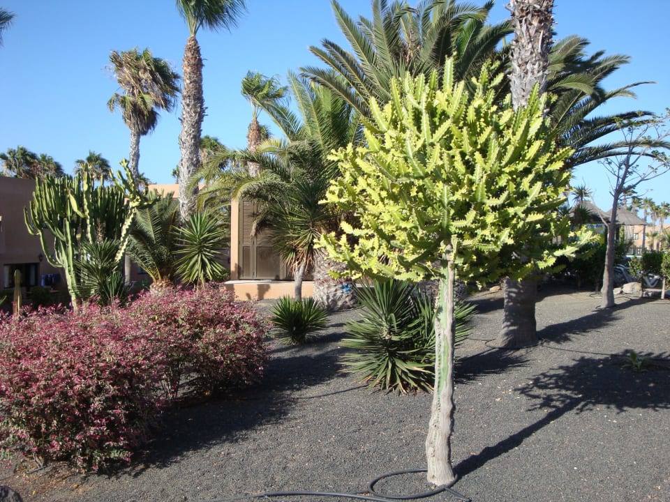 Garten Hotel Oasis Dunas
