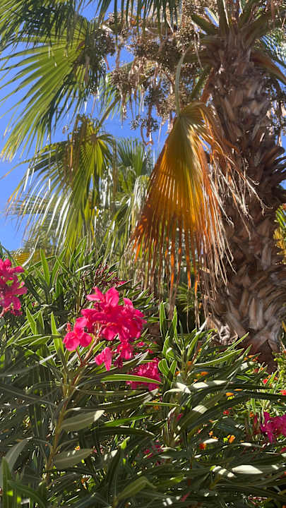 Gartenanlage Side Breeze Hotel