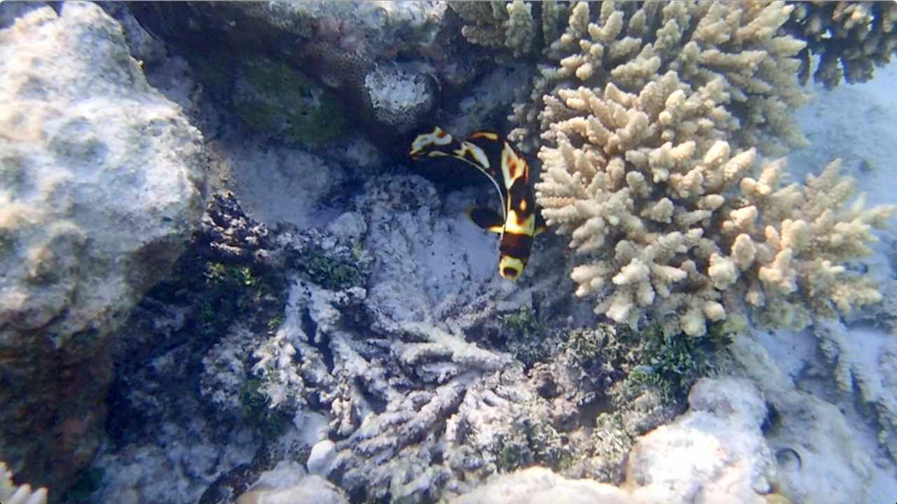 Sonstiges Vilamendhoo Island Resort & Spa