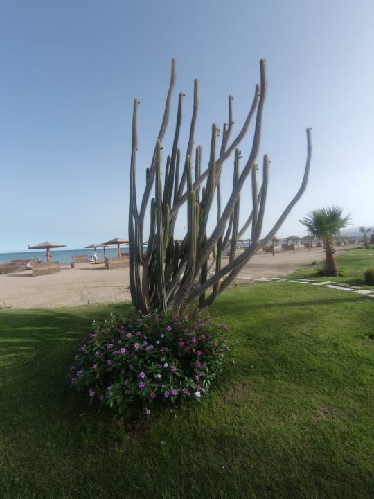 Strand Shams Prestige Abu Soma-Adults Only