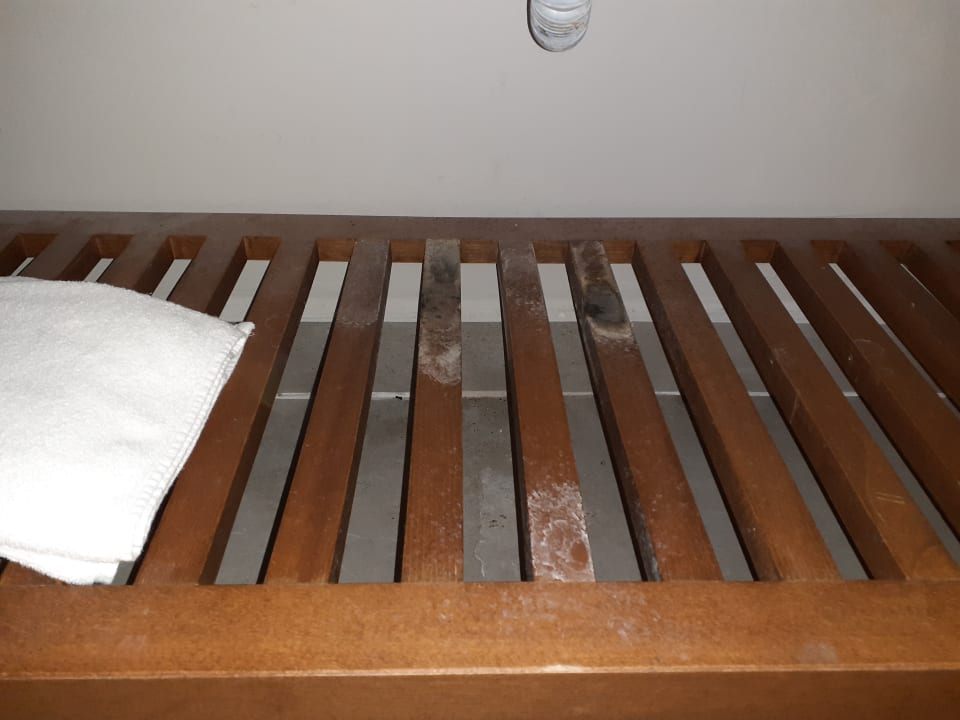 Zimmer Seashell Vega