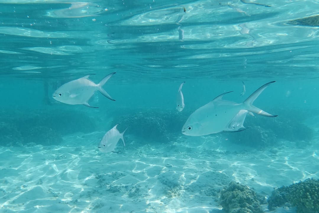 Sport & Freizeit Hotel Riu Palace Maldivas