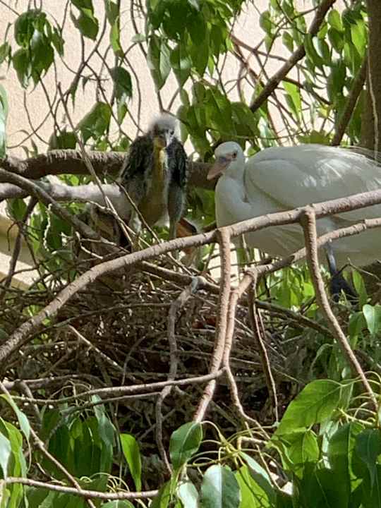 Gartenanlage Tropitel Sahl Hasheesh