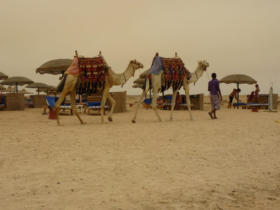 Beim Gassi gehen Hotel Gorgonia Beach Resort