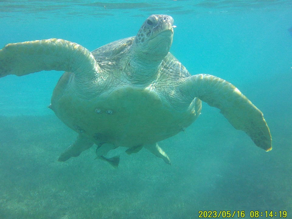 Sport & Freizeit Shams Prestige Abu Soma-Adults Only