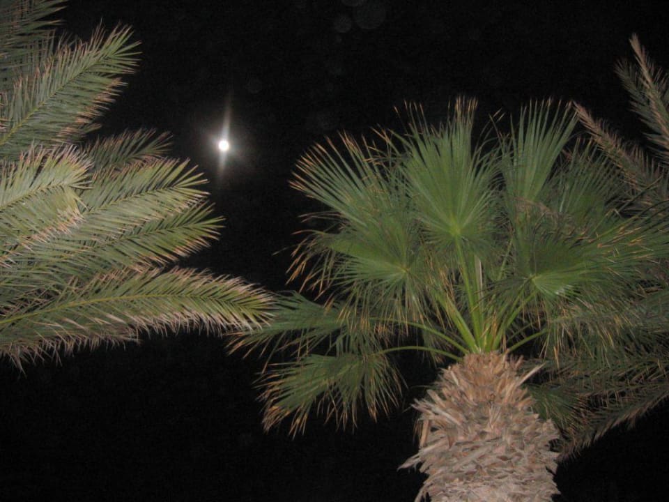 Der Mond... Club Marmara Palm Beach Djerba