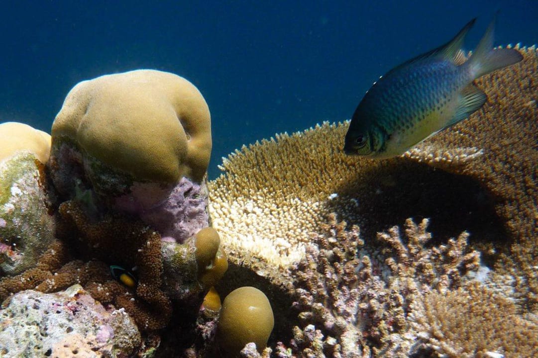Unterwasserwelt Angaga Island Resort
