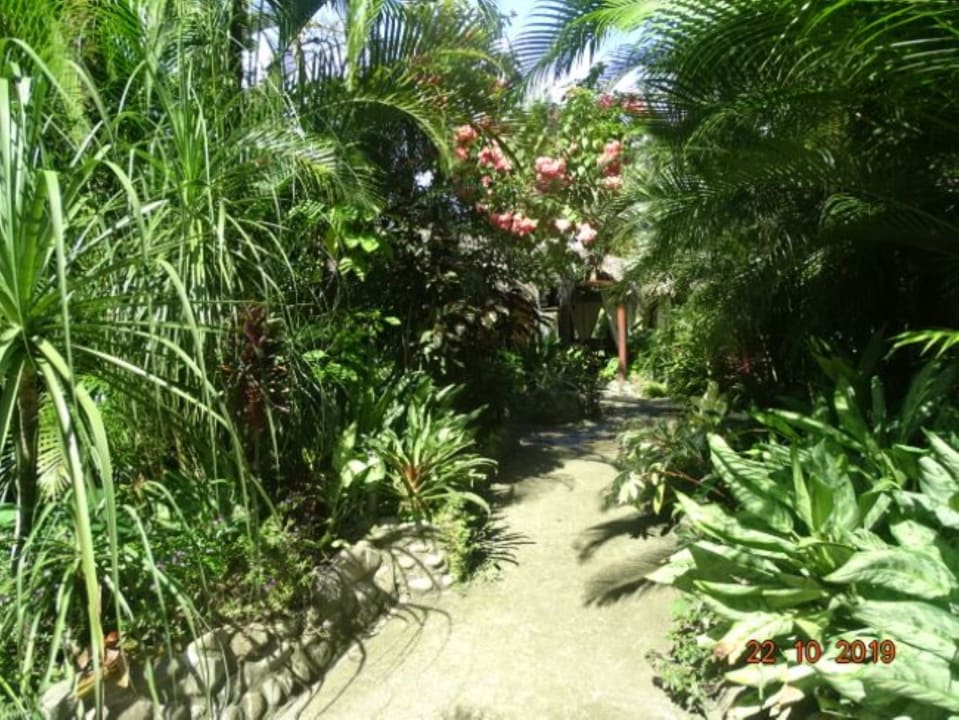 Gartenanlage Hotel Caribbean Coconut