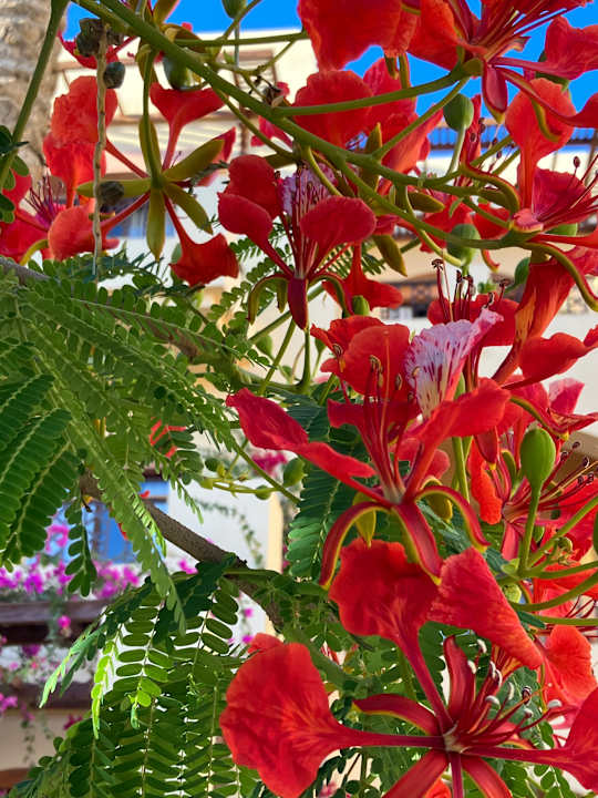 Gartenanlage Steigenberger Coraya Beach - Adults only