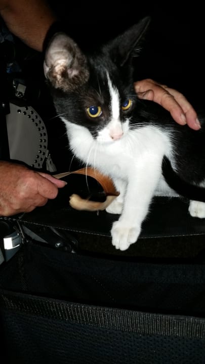 Spiky geniesst das Spielen Sunis Evren Beach Resort Hotel & Spa