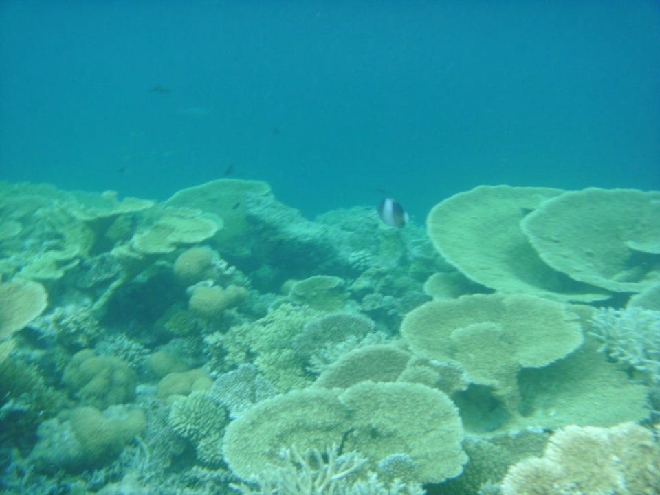 Unterwasserwelt Angaga Island Resort