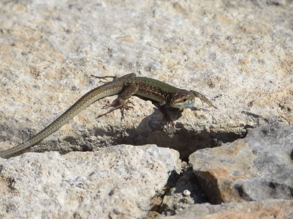 Jede Menge Eidechsen auf der ganzen Insel Comino Hotel & Bungalows