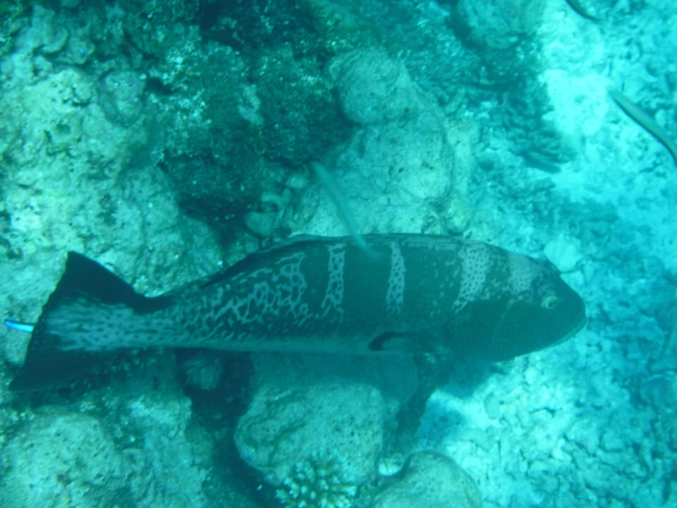 Sport & Freizeit NH Collection Maldives Havodda Resort