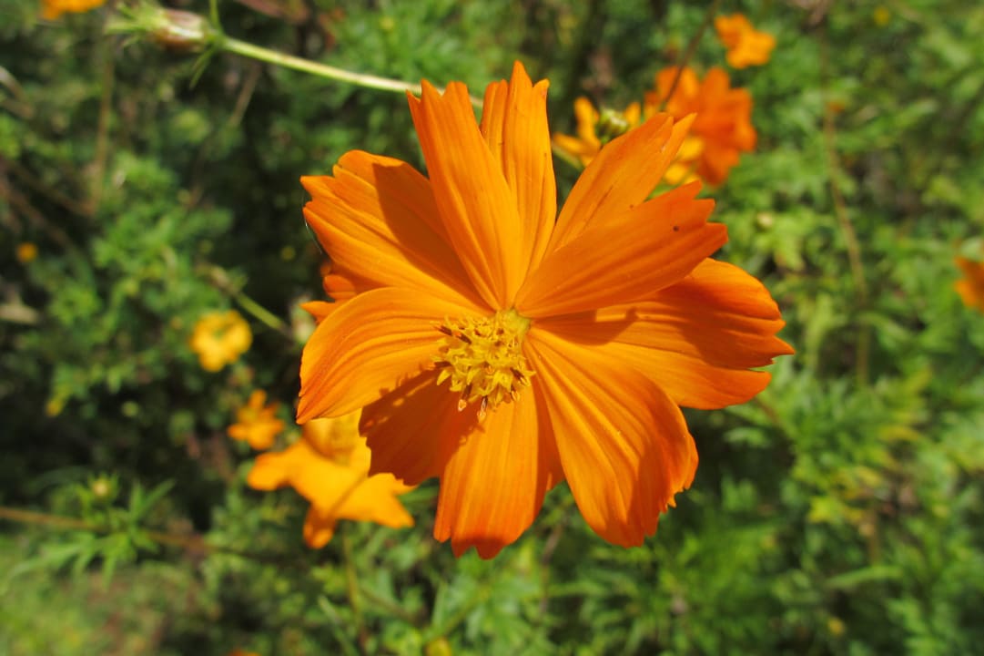 Blumenpracht Aregash Lodge