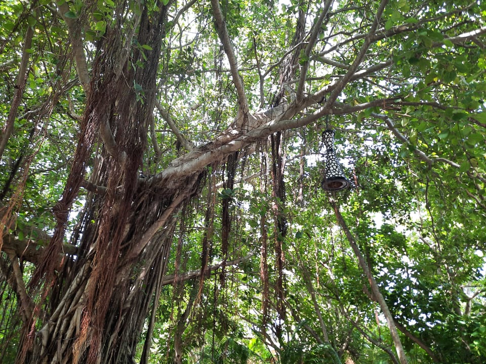 Gartenanlage Kuredu Island Resort & Spa