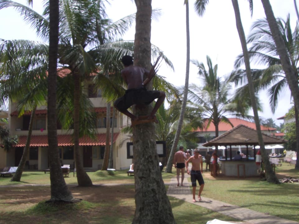 Lose Palmenwedel werden abgeschlagen Mermaid Hotel & Club