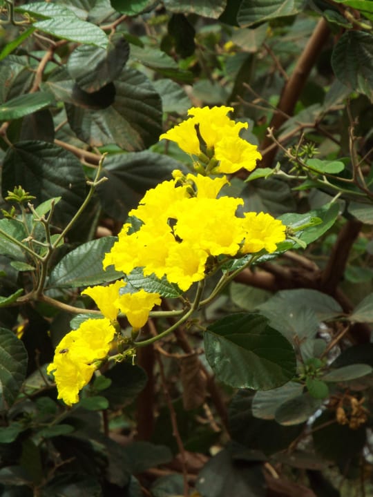 Baumblüten Amboseli Serena Safari Lodge