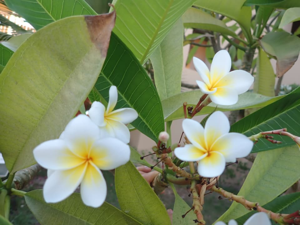 Gartenanlage TUI MAGIC LIFE Kalawy