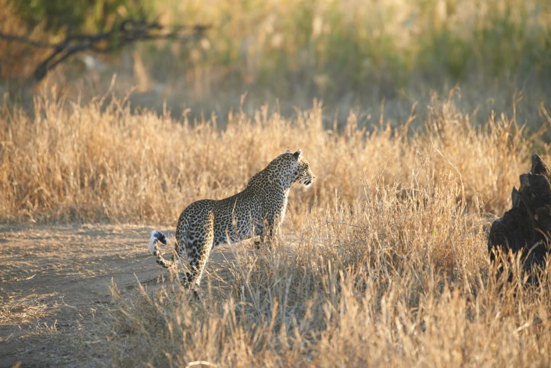Sport & Freizeit Makutsi Safari Farm