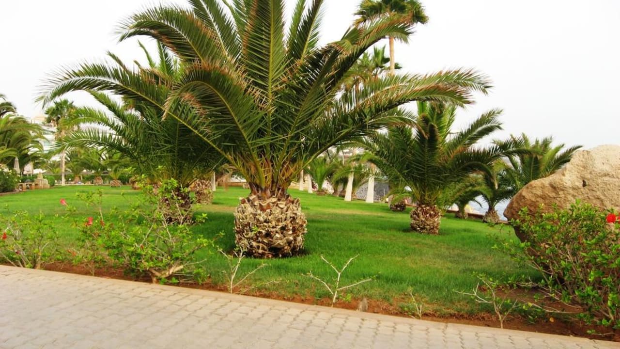 Gartenanlage Hotel Riu Palace Tenerife