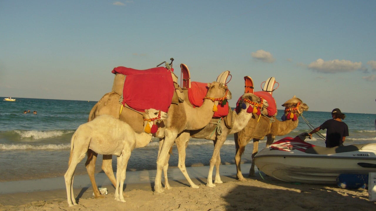 Velbloudi The Ksar Djerba Charming Hotel & SPA