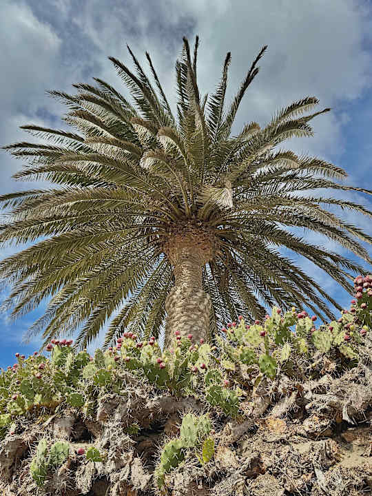 Strand Hotel Riu Palace Maspalomas Adults Only