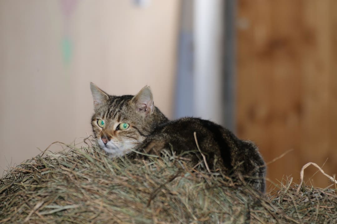 Mau Bio-Bauernhof Mültner